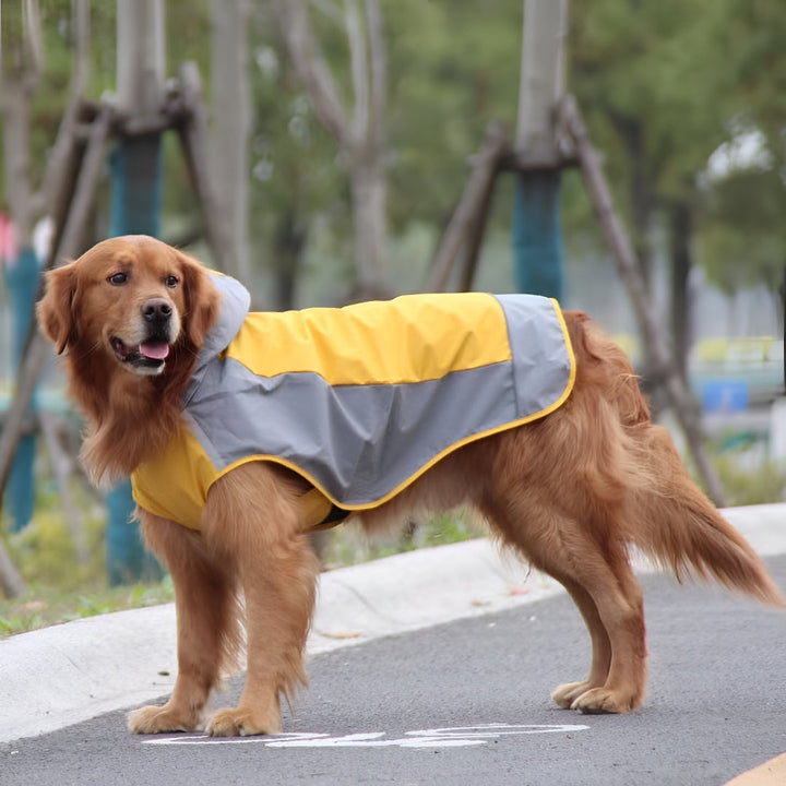 Stylish Comfort Pet Clothing Guide