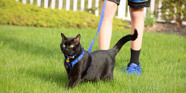 Safe Walks With Strong Leashes