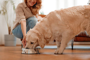 Healthy Feeding Happy Pets Daily